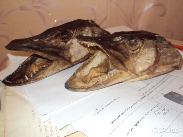 Голова щуки