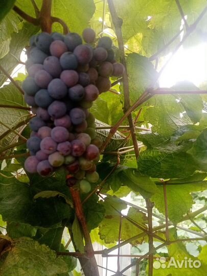 Виноград, саженцы, морозостойкие и укрывные сорта