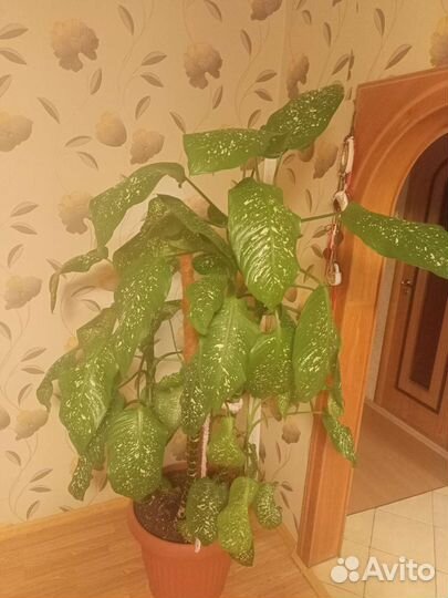 Диффенбахия