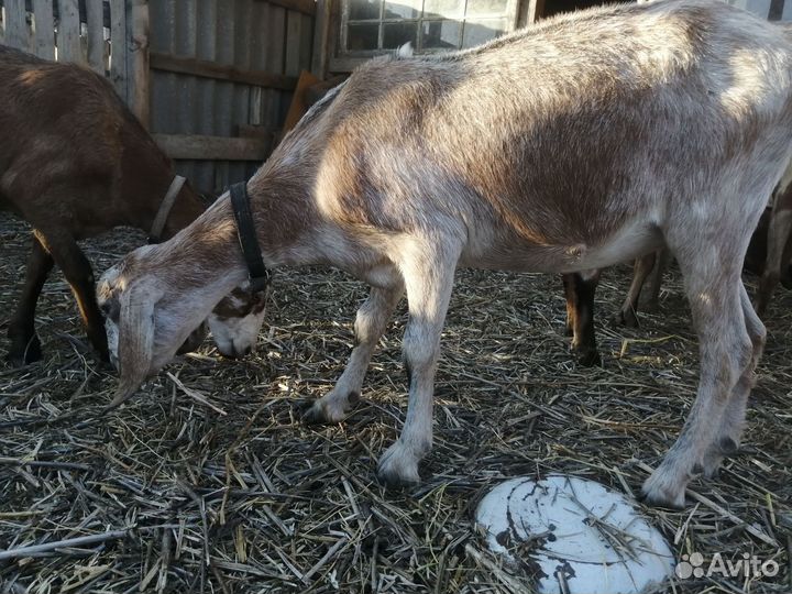 Козы породистые