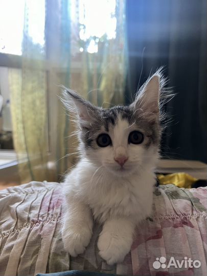 Котенок