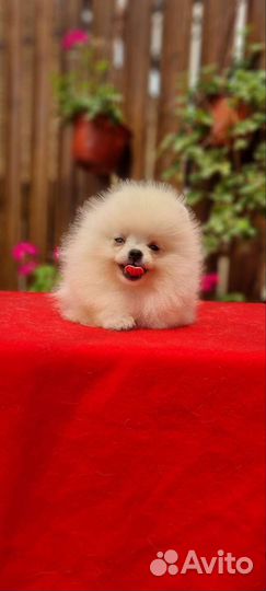 Кукляшки померашки РКФ