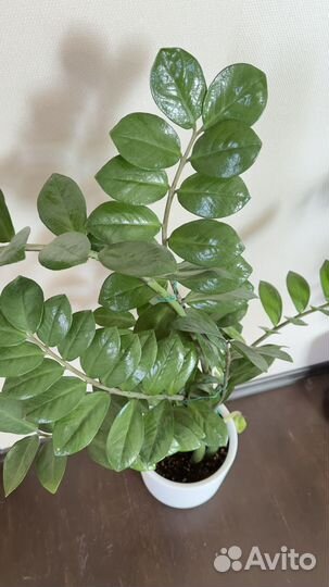 Замиокулькас