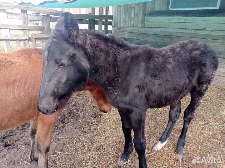 Ирландский пони. Жеребец
