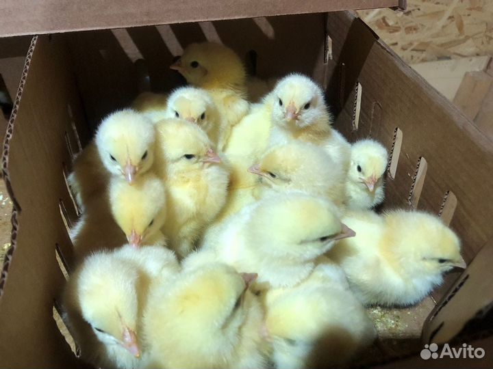 Цыплята бройлеры кобб 500/росс308