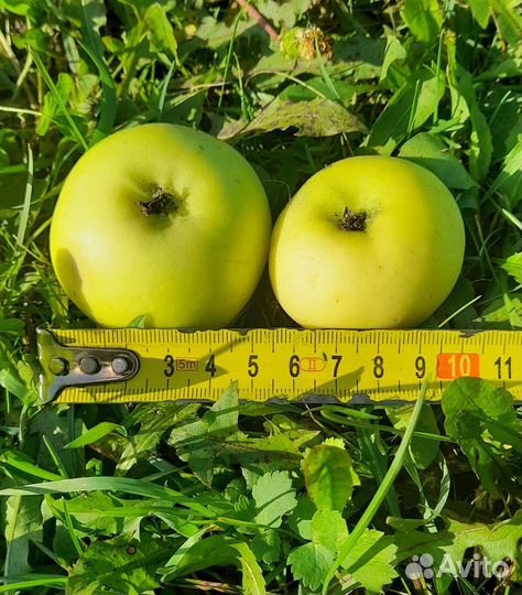 Яблоки домашние