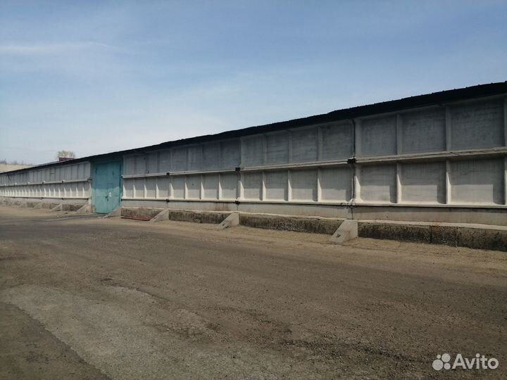 Производство масла подсолнечного и муки