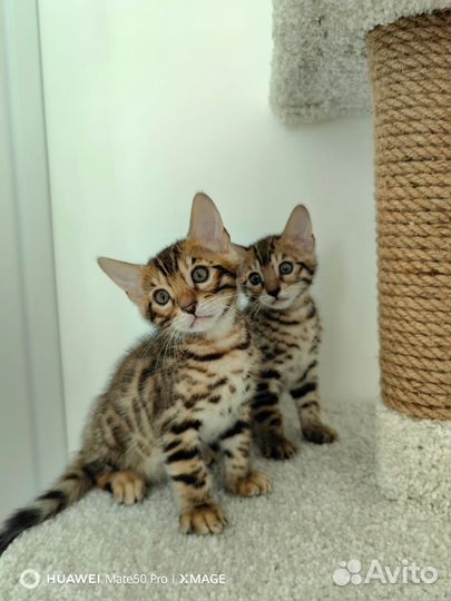Бенгальские котята