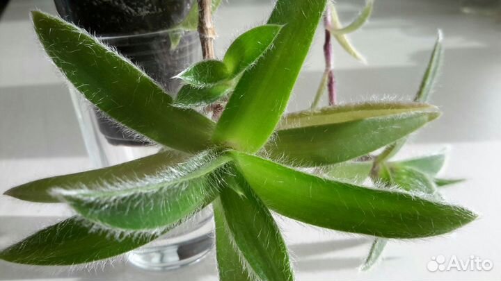 Филодендрон краснеющий Цианотис Педилантус 2 вида