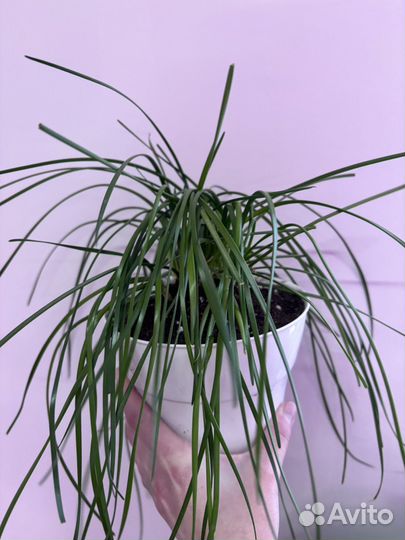 Комнатные домашние растения