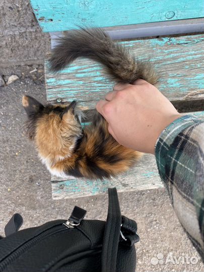 Кошечка в добрые руки