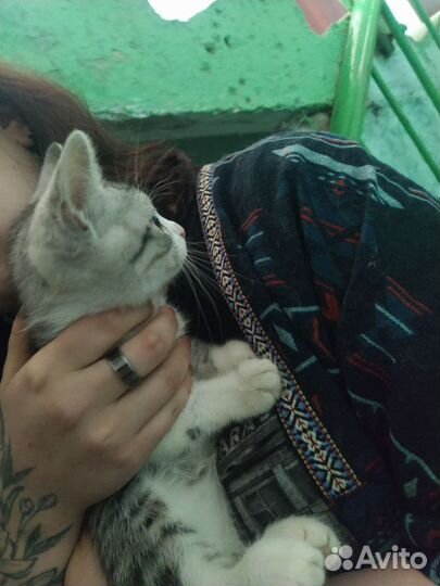 Котенок в добрые руки