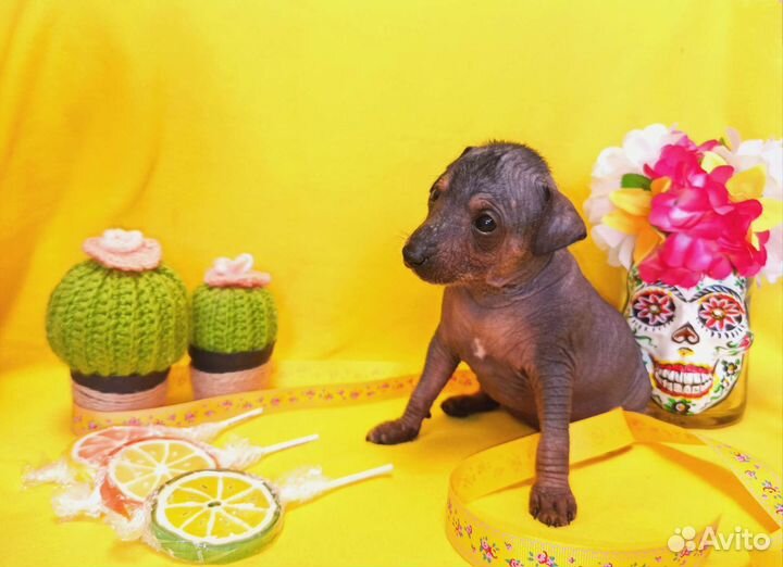 Ксолоитцкуинтли мексиканская голая