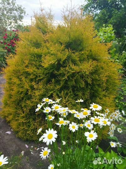 Саженцы хвойных растений