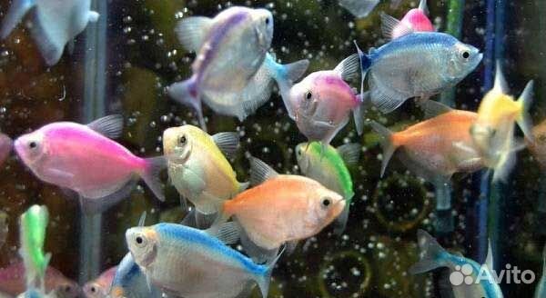 Аквариумные рыбки гуппи / тернеция glofish
