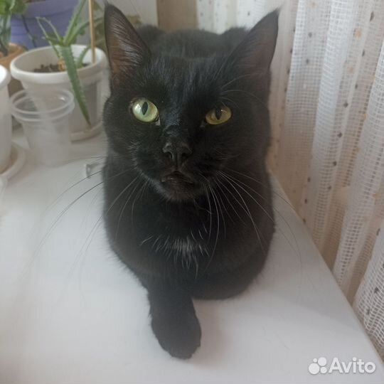 Черная кошка