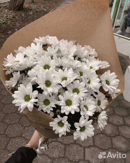 Хризантема белая Кустовые Хризантемы