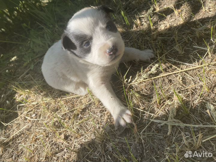 Собака в добрые руки отдам бесплатно