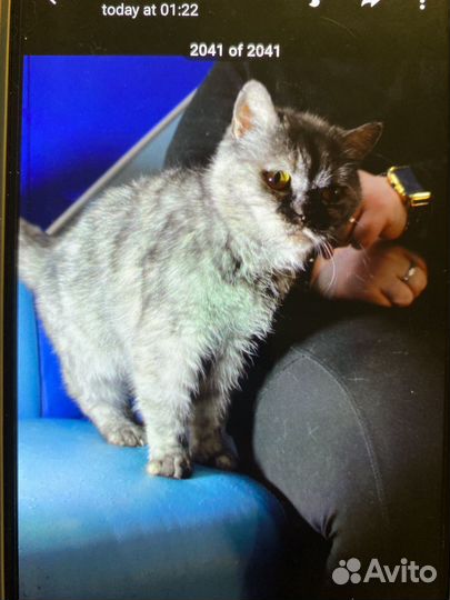 Метис британки