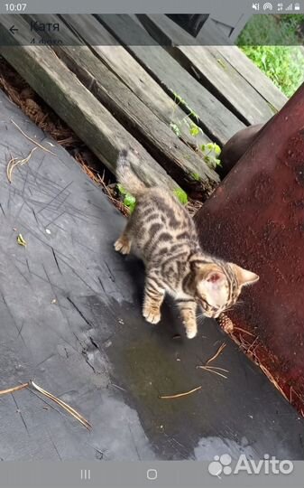 Котята метисы