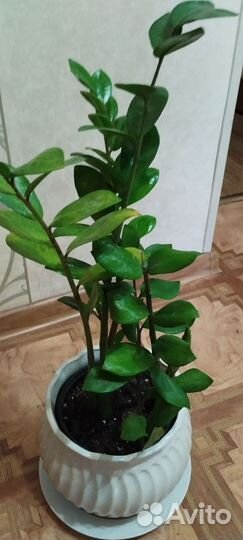 Замиокулькас