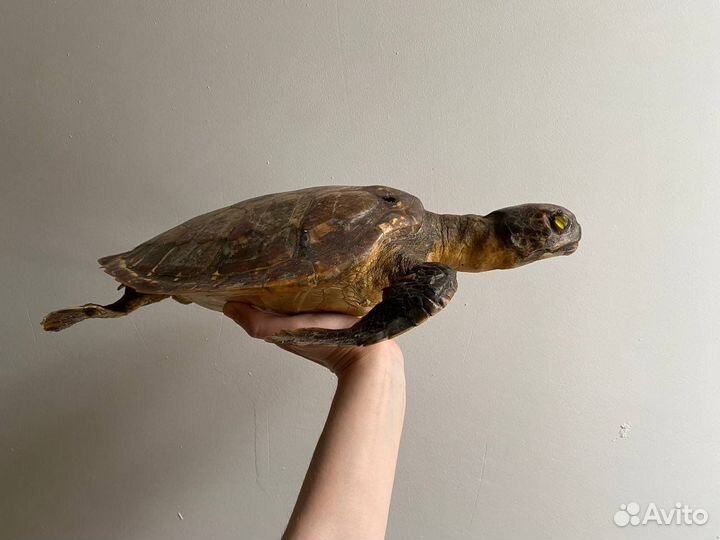 Чучело черепахи, морская черепаха