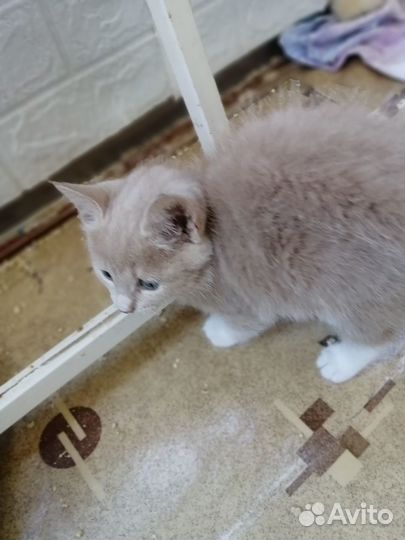 Котята в дар