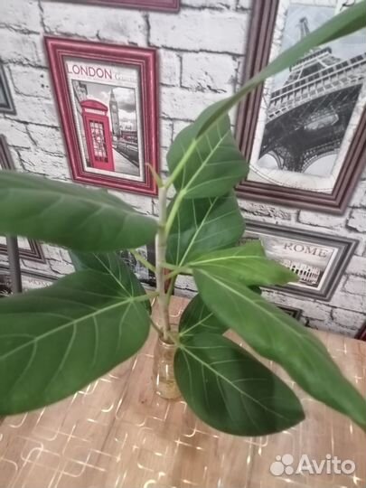 Фикус бенгальский одри