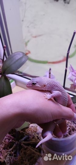 Эублефар мальчик