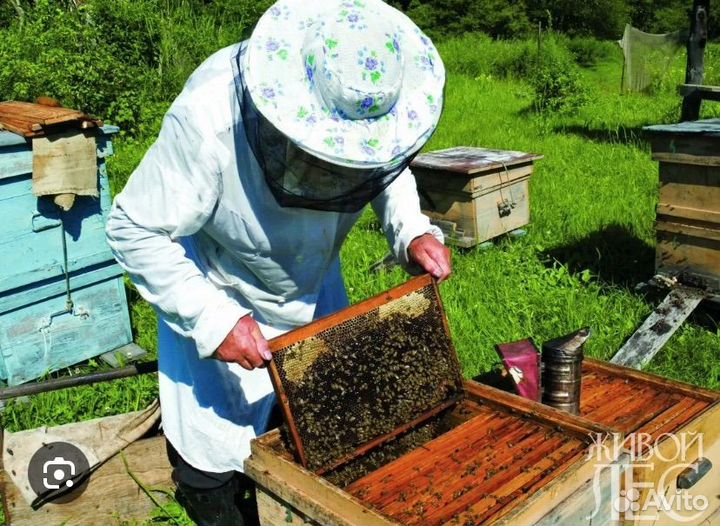 Мёд разнотравье -горный