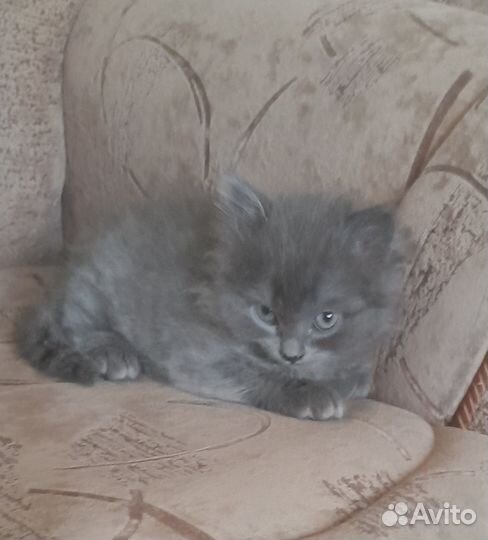 Отдам котенка в добрые руки