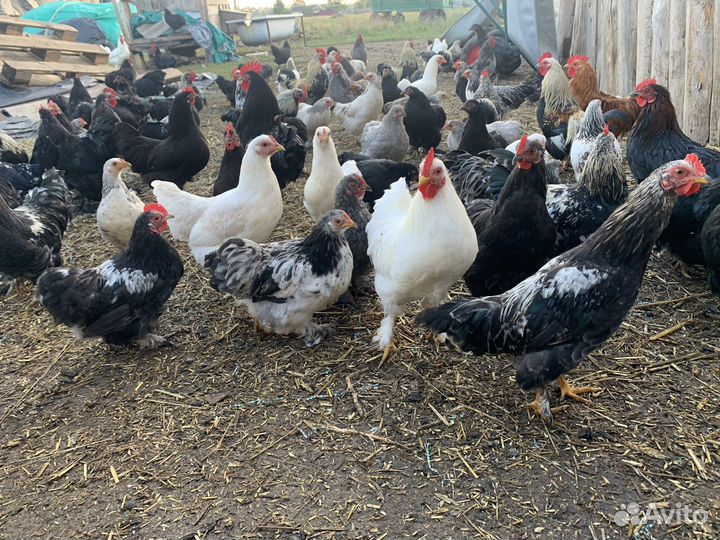 Курочки декоративные