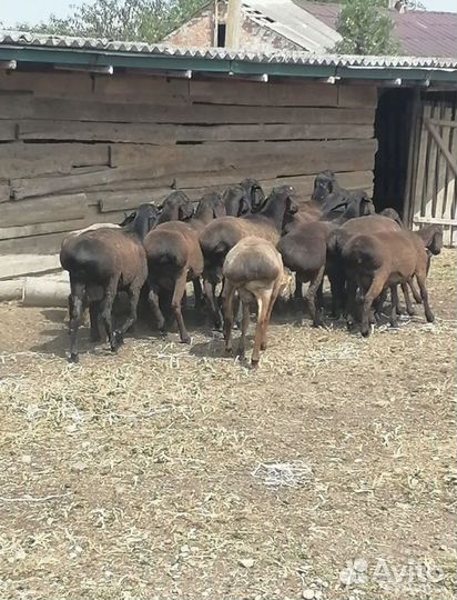 Курдючные бараны овцы