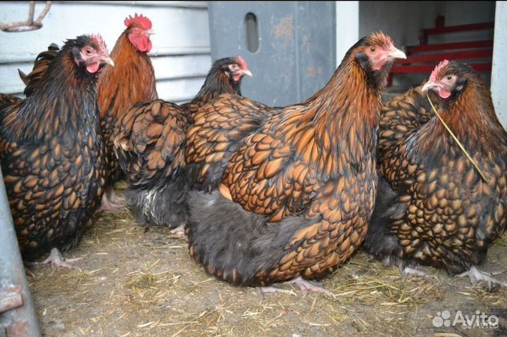 Курицы, Брама, Орпингтон, Джерсийский гигант