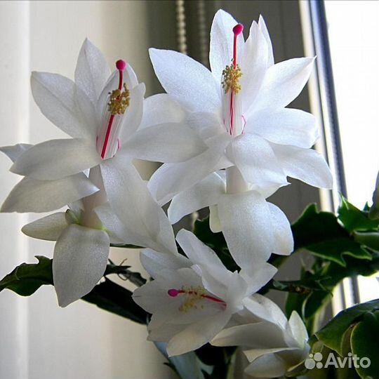 Шлюмбергера (декабрист)