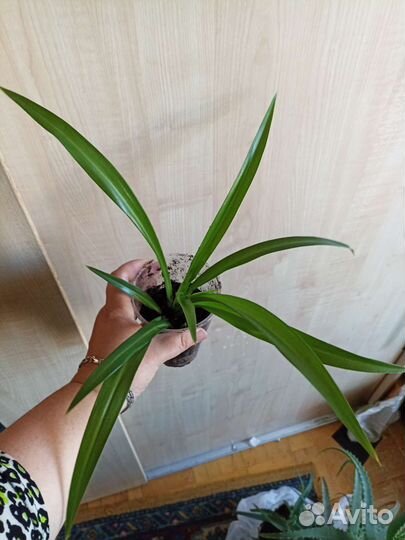 Декабрист, алоэ, хлорофитум, аглаонема