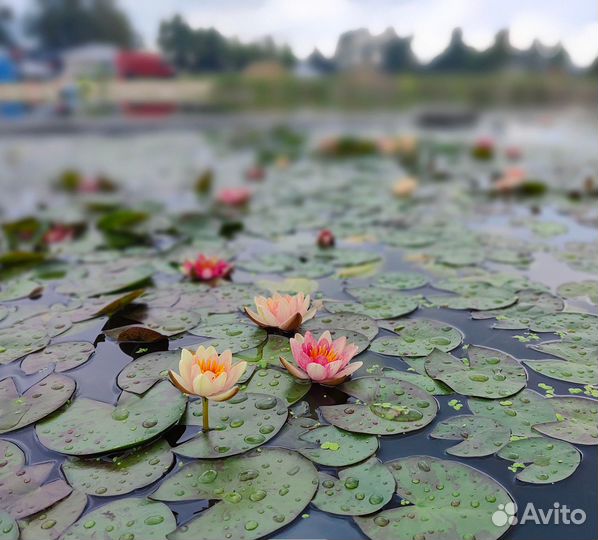 Водяная лилия Аврора