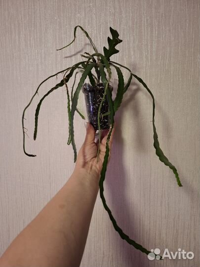 Криптоцериус 