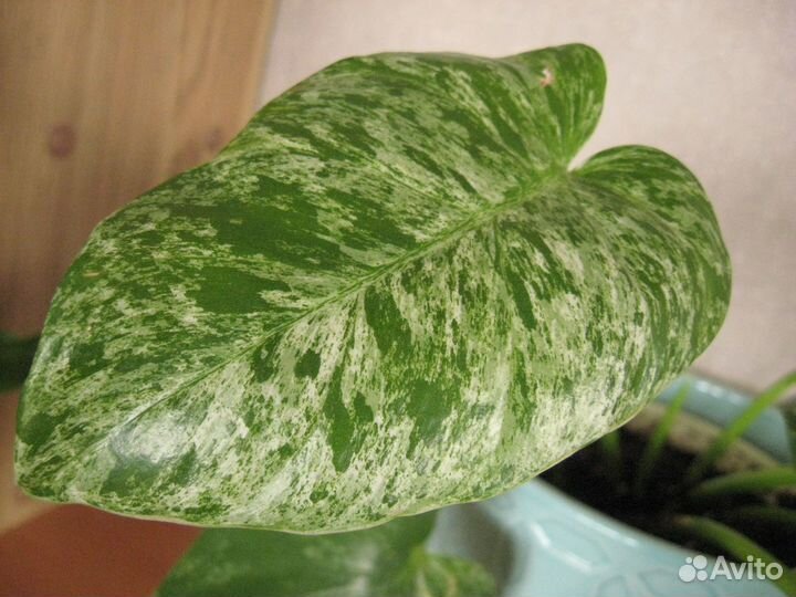 Обменяюсь ароидными, хойями и суккулентами