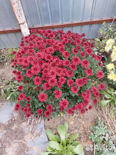 Цветы Комнатные и для сада