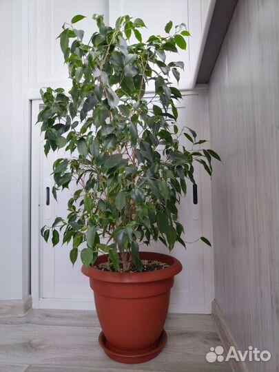 Фикус бенджамина