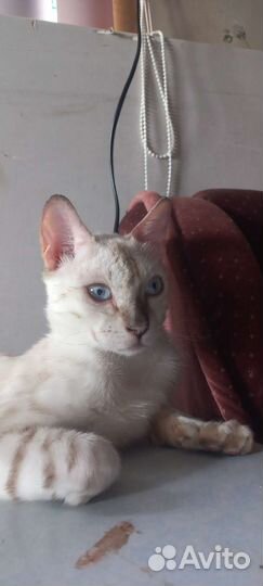 Бенгальская кошка