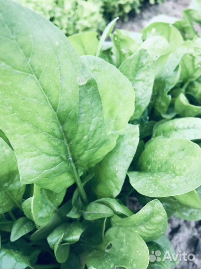 Салат,мелисса,шпинат