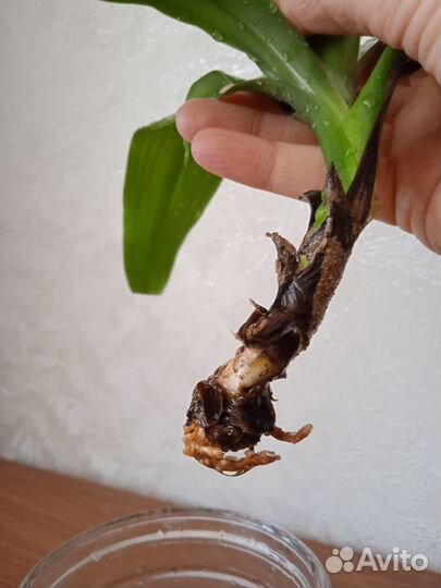 Редкие домашние растения