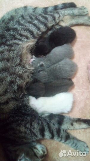 Кошки в добрые руки бесплатно