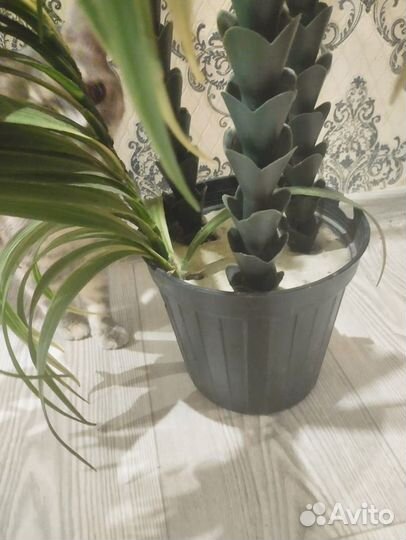 Искусственная пальма