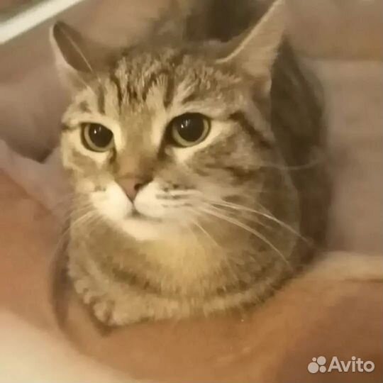 Ласковая кошечка