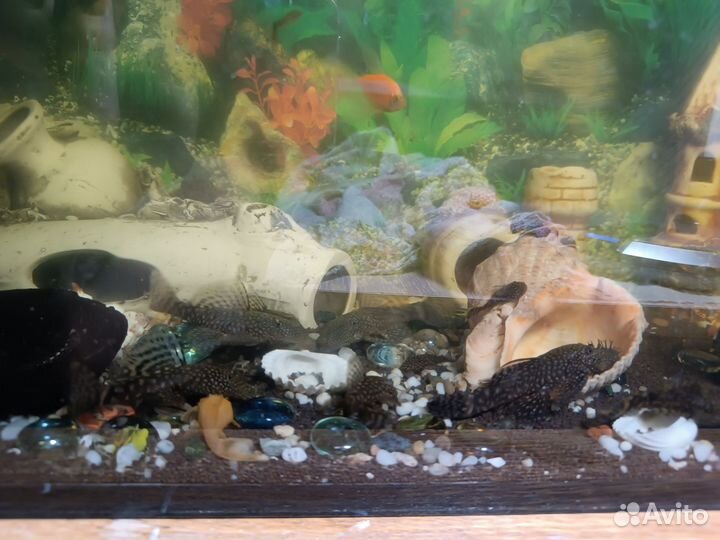 Аквариумные рыбки