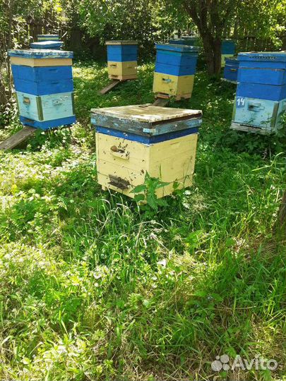 Продажа пакетов пчел местной породы