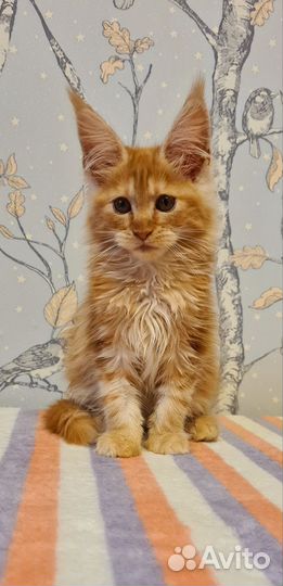 Мейн-кун девочка